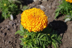 IMGP3379